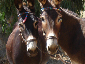 Exploring Leros 2005 (3)