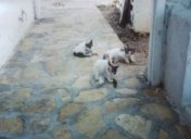 Our cats · Leros 2003 archive photograph 17