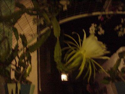 Nightflower · Leros 2004 archive photograph 4