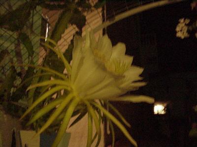 Nightflower · Leros 2004 archive photograph 5
