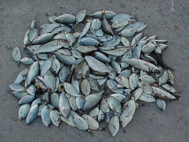 Fishing Trip · Leros 2004 archive photograph 9