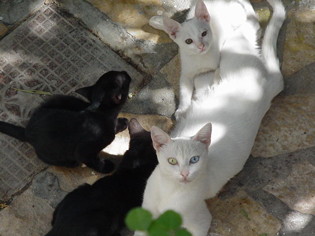 Island Cats · Leros 2004 archive photograph 21